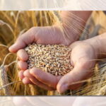 गहुँको समर्थन मूल्य निर्धारण प्रस्ताव उद्योग मन्त्रालयमा, मन्त्रिपरिषद्ले अन्तिम निर्णय गर्ने