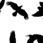 कीर्तिपुरमा मरेका कागमा बर्डफ्लु पुष्टि, त्रिवि परिसरमा सतर्कता बढाइयो