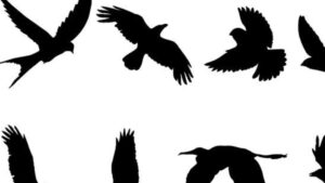 कीर्तिपुरमा मरेका कागमा बर्डफ्लु पुष्टि, त्रिवि परिसरमा सतर्कता बढाइयो image