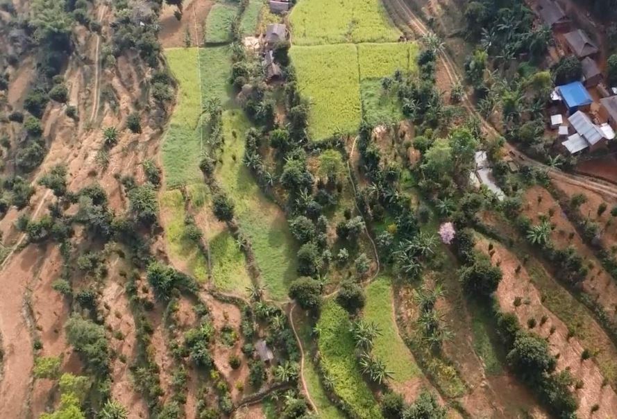भुल्केमा व्यावसायिक फलफूलखेतीतर्फ किसानको बढ्दो आकर्षण