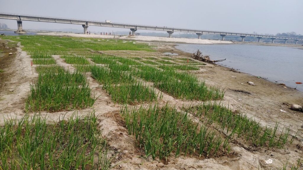 कर्णाली नदी बगरमा लोभलाग्दो प्याजखेती, वार्षिक ७०० क्विन्टलभन्दा बढी उत्पादन