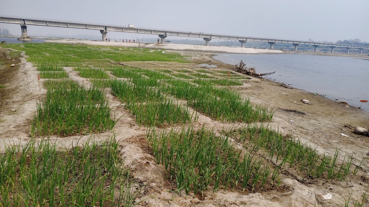 कर्णाली नदी बगरमा लोभलाग्दो प्याजखेती, वार्षिक ७०० क्विन्टलभन्दा बढी उत्पादन image