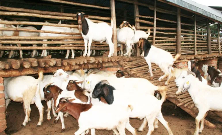 बाख्रापालनबाट स्वरोजगार, वार्षिक लाखौँ आम्दानी image