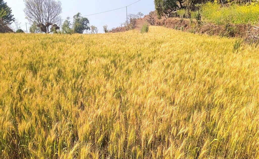 गहुँका नल सफाइ गर्दा खेतबारीमा आगो नलगाउन कैलालीका पालिकाको आग्रह