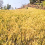 गहुँका नल सफाइ गर्दा खेतबारीमा आगो नलगाउन कैलालीका पालिकाको आग्रह