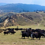 मुख्य ५ बुँदा: पाँचथरको फालेलुङ गाउँपालिका को चारराते–फालोट क्षेत्रमा २०७४ सालदेखि चौँरी पर्यटन महोत्सव आयोजना हुँदै आएको छ। महोत्सवका कारण चौँरीपालन व्यवसाय विस्तार भई १८ वटा गोठबाट बढेर ३१ वटा पुगेका छन्। चौँरी गोठहरू ‘गोठ–बास’ (गोठ–स्टे) का रूपमा विकास भई वार्षिक करिब ५ हजार पर्यटक भित्रिने गरेका छन्। पहिले घिउ र छुर्पी मात्र उत्पादन हुने गरेकामा अहिले याक चिज लगायत चौँरीजन्य सामग्रीको उत्पादन र बजार विस्तार भएको छ। चौँरीपालकहरूले चौँरीजन्य सामग्रीको उचित मूल्य वृद्धि र कृत्रिम गर्भाधानमा सरकारी सहयोग आवश्यक रहेको बताएका छन्।