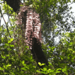 नयाँ वर्ष २०८३ को अवसरमा सिराहाको सलहेश फूलबारीमा मेला