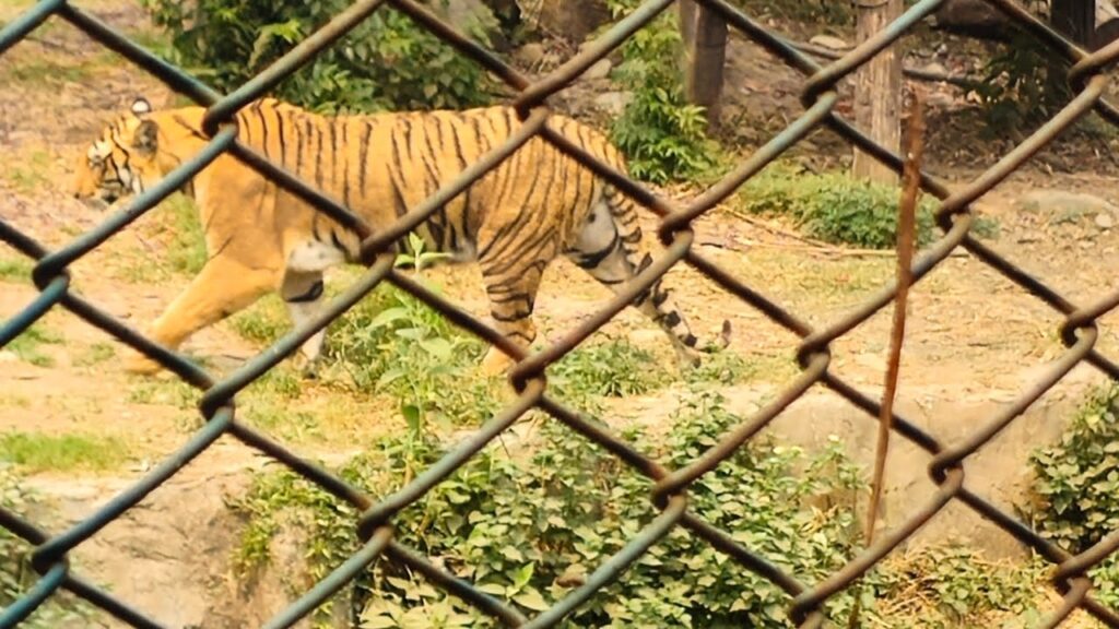 नयाँ वर्षको पहिलो दिन सदर चिडियाखानामा झण्डै १८ हजारको भीड