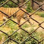 sadar-chidiyakhana-new-year-visitor-18-hajar