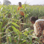 बसन्ते मकैखेतीतर्फ बाँकेका किसानको आकर्षण बढ्दो
