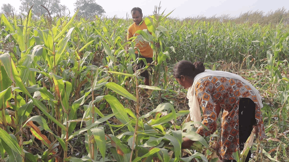 बसन्ते मकैखेतीतर्फ बाँकेका किसानको आकर्षण बढ्दो