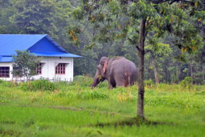 भारतबाट राति–राति हात्ती पस्न थालेपछि झापामा त्रास image