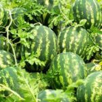 बाँझो बलौटे जमिनमा तरबुजा खेतीस् दैनिक १२ हजार कमाउँदै सुन्दर