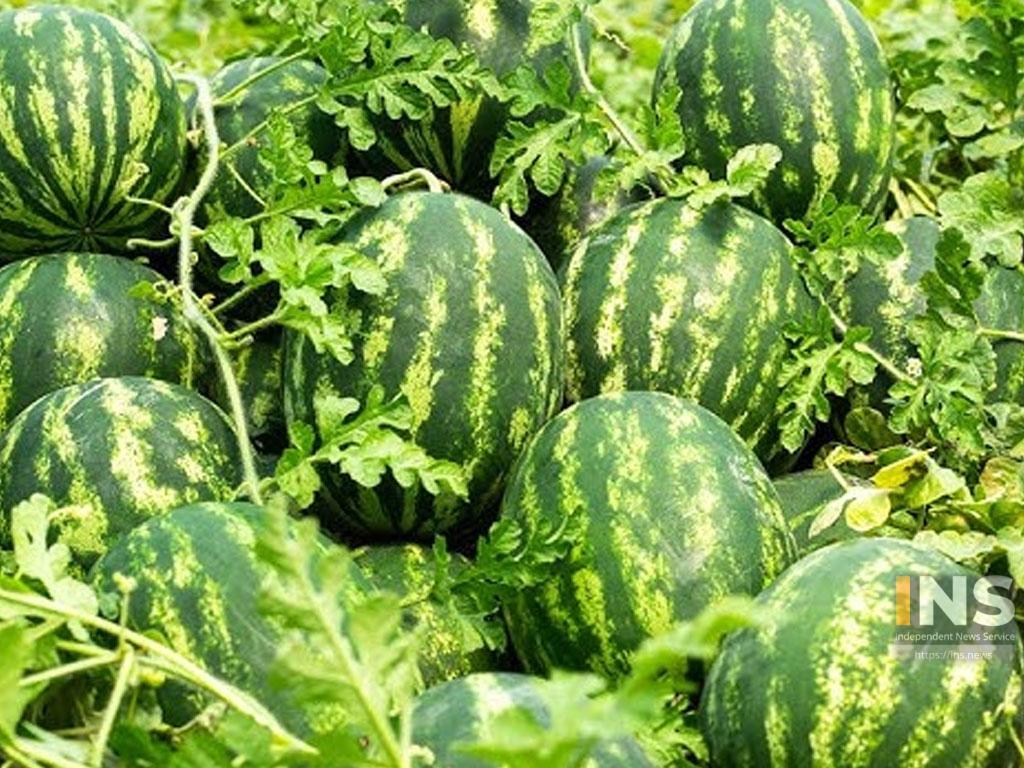 बाँझो बलौटे जमिनमा तरबुजा खेतीस् दैनिक १२ हजार कमाउँदै सुन्दर