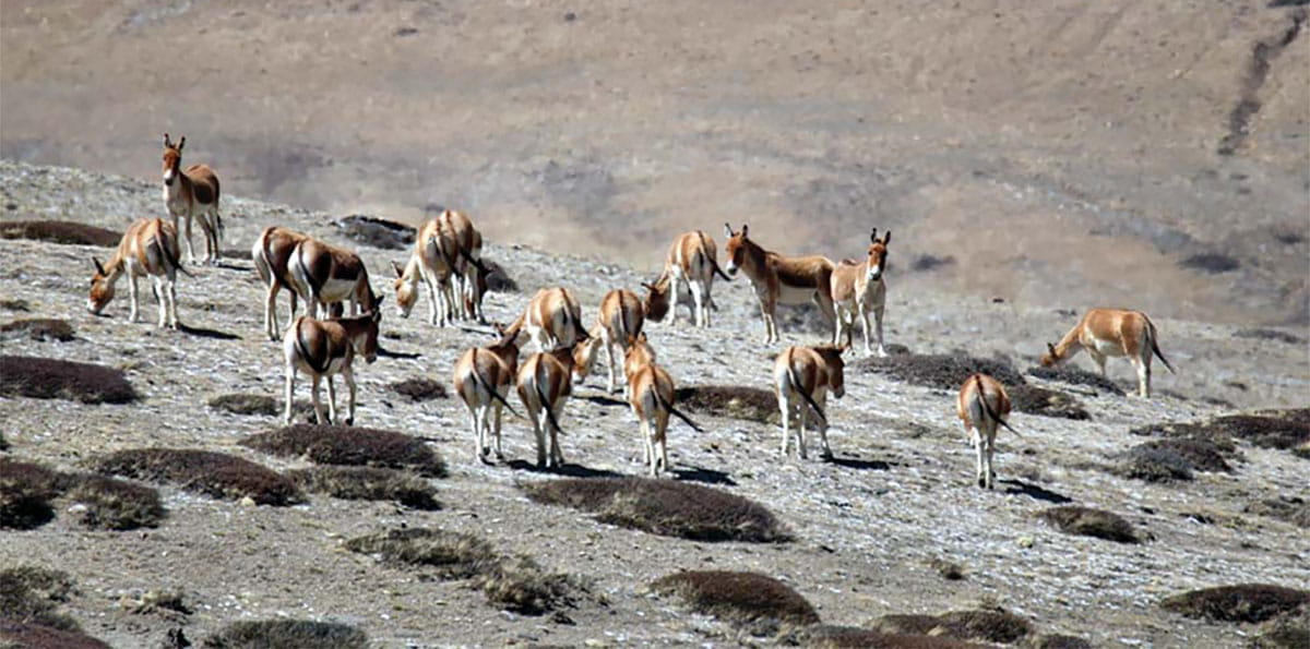 उपल्लो मुस्ताङमा देखिए जङ्गली गधा image