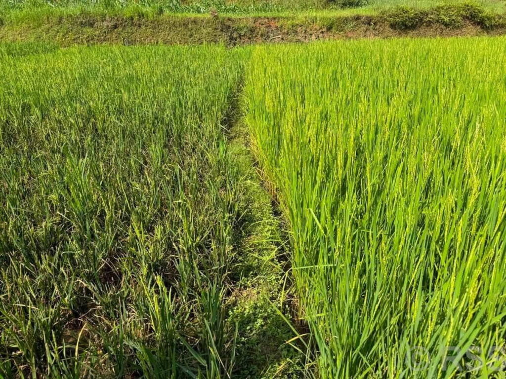 तनहुँमा धानमा मरुवा रोगदेखि लहरे बालीमा डाउनी मिल्डयु पहिचान