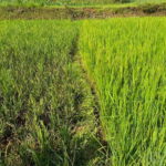 तनहुँमा धानमा मरुवा रोगदेखि लहरे बालीमा डाउनी मिल्डयु पहिचान