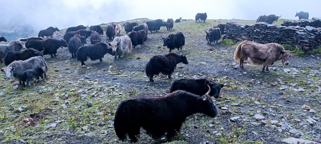 हिमाली स्वाद संकटमा: क्यान्जिनको याक चिज जोगाउन संघर्ष image