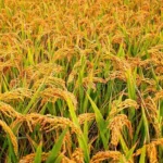 चैते धानमा ‘नेक ब्लास्ट’ रोगको संक्रमण, तापक्रम उतारचढाव मुख्य कारण