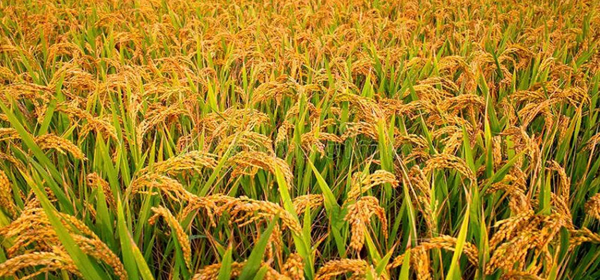 चैते धानमा ‘नेक ब्लास्ट’ रोगको संक्रमण, तापक्रम उतारचढाव मुख्य कारण image