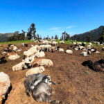 बर्खा शुरु भएसँगै बागलुङका उच्च पहाडी भेगमा गोठालाहरुको चहलपहल