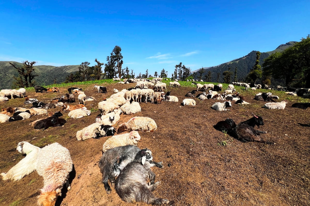 बर्खा शुरु भएसँगै बागलुङका उच्च पहाडी भेगमा गोठालाहरुको चहलपहल image