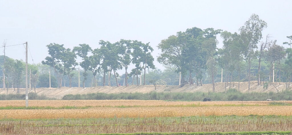 सीमा क्षेत्रको बाँध उचालिँदा गौरमा डुबानको जोखिम