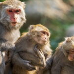 अर्घाखाँचीमा ‘बाँदर हेरालु’का लागि दरखास्त खुल्यो, मासिक १२ हजार ५०० रुपैयाँ तलब