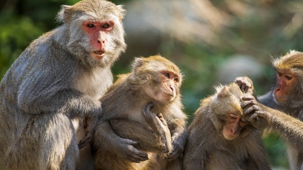 अर्घाखाँचीमा ‘बाँदर हेरालु’का लागि दरखास्त खुल्यो, मासिक १२ हजार ५०० रुपैयाँ तलब