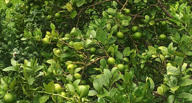 युट्युब बन्यो गुरु! दाङकी सुलोचनाले ११ कट्ठामा कागती खेती गरेर कमाइन् लाखौँ रुपैयाँ