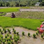 खैरहनीमा धानमा फेद डढुवा रोग देखिएपछि किसान चिन्तित