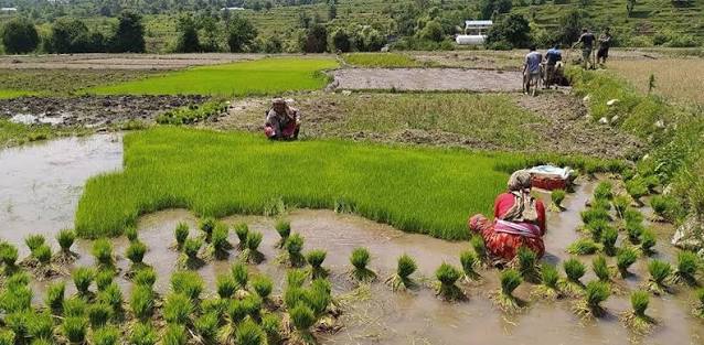 धानमा ‘फेद डढुवा’ रोग देखिन थालेपछि सतर्कता अपनाउन आग्रह