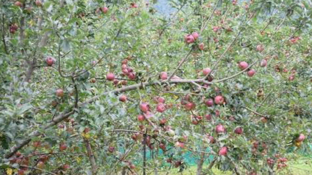 बगैँचामा लटरम्म स्याउ, किसानको आँखामा आँसु : ‘बेच्ने बजार नै भएन’