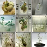 china-space-station-crops-wheat-potato-farming
