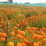 फूलखेतीबाट आत्मनिर्भरसँगै आम्दानी गर्दै धनगढीकी सुशीला