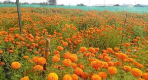 फूलखेतीबाट आत्मनिर्भरसँगै आम्दानी गर्दै धनगढीकी सुशीला image
