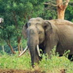 किसानलाई हात्तीबाट धानबाली जोगाउने चिन्ता