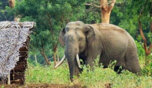किसानलाई हात्तीबाट धानबाली जोगाउने चिन्ता image