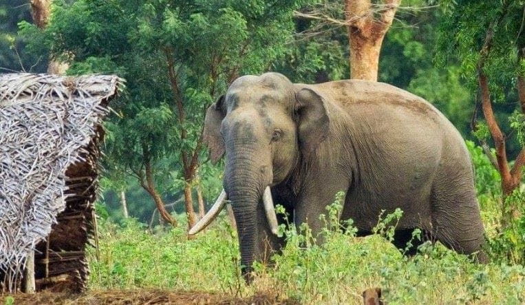 किसानलाई हात्तीबाट धानबाली जोगाउने चिन्ता