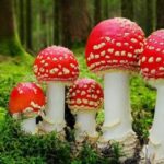 जङ्गली च्याउ, बालिकाको मृत्यु, दाङ, गढवा गाउँपालिका, विषालु च्याउ, स्वास्थ्य सचेतना,