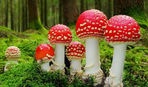 जङ्गली च्याउ खाँदा तीन वर्षीया बालिकाको मृत्यु, आमा उपचारपछि घर फर्किइन्