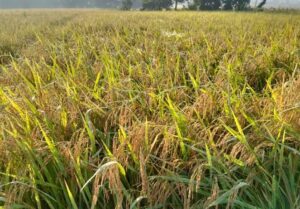 शनिबारसम्म वर्षा र हिमपातको सम्भावना, पाकेको धान नकाट्न मौसमविद्को सुझाव image