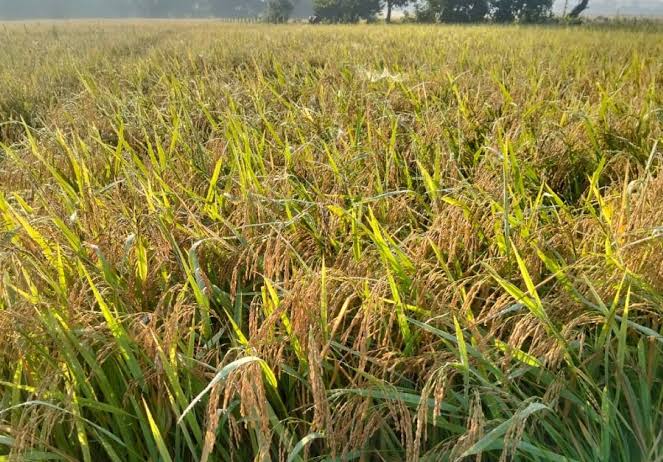 शनिबारसम्म वर्षा र हिमपातको सम्भावना, पाकेको धान नकाट्न मौसमविद्को सुझाव